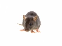 Norway Rats in the Attic